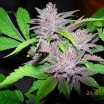 ace-seeds-pakistani-chitral-kush-regular-cannabis-seeds-3.jpg