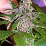 ace-seeds-pakistani-chitral-kush-regular-cannabis-seeds-3.jpg