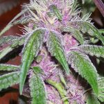 ace-seeds-pakistani-chitral-kush-regular-cannabis-seeds-3.jpg