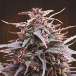 ace-seeds-purple-haze-x-malawi-regular-cannabis-seeds-2.jpg