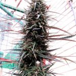 ace-seeds-purple-haze-x-malawi-regular-cannabis-seeds-2.jpg