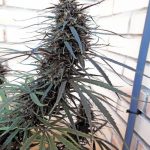 ace-seeds-purple-haze-x-malawi-regular-cannabis-seeds-2.jpg
