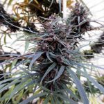 ace-seeds-purple-haze-x-malawi-regular-cannabis-seeds-2.jpg