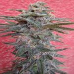 ACE Seeds - Snow Moon Regular Cannabis Seeds