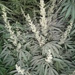 ace-seeds-tikal-regular-cannabis-seeds-2.jpg