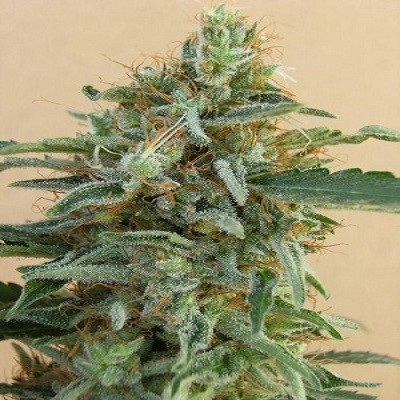 ace-seeds-tikal-regular-cannabis-seeds.jpg