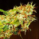 ace-seeds-zamaldelica-regular-cannabis-seeds-3.jpg