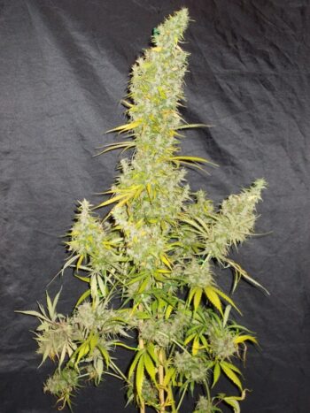 ACE Seeds - Zamaldelica Regular Cannabis Seeds