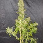 ace-seeds-zamaldelica-regular-cannabis-seeds-3.jpg
