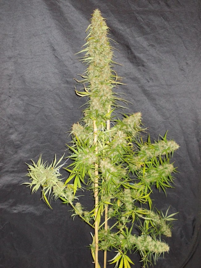 ace-seeds-zamaldelica-regular-cannabis-seeds-4.jpg