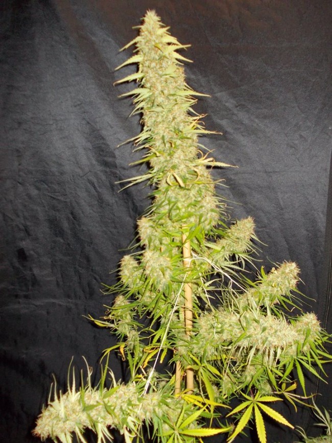 ace-seeds-zamaldelica-regular-cannabis-seeds-5.jpg