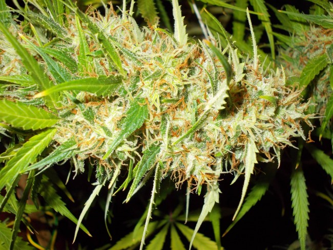 ace-seeds-zamaldelica-regular-cannabis-seeds-6.jpg