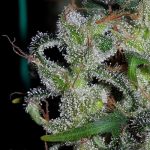 ace-seeds-zamaldelica-regular-cannabis-seeds-3.jpg