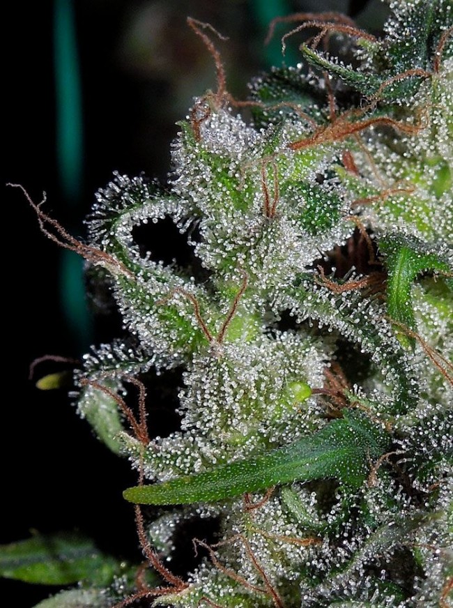 ace-seeds-zamaldelica-regular-cannabis-seeds-7.jpg