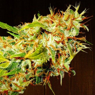 ace-seeds-zamaldelica-regular-cannabis-seeds.jpg
