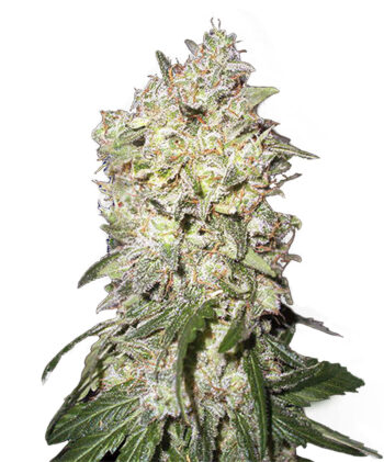 Afghan Kush (5 Fem)