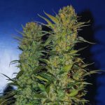ak48-feminised.jpg