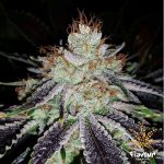 Flavour Chasers - Alien Abduction - Feminised Cannabis Seeds