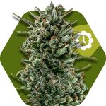 amnesia-haze-xl-autoflowering.jpg