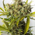 auto-blueberry-x-auto-critical-5-autoflowering-feminised-cannabis-seeds.jpg