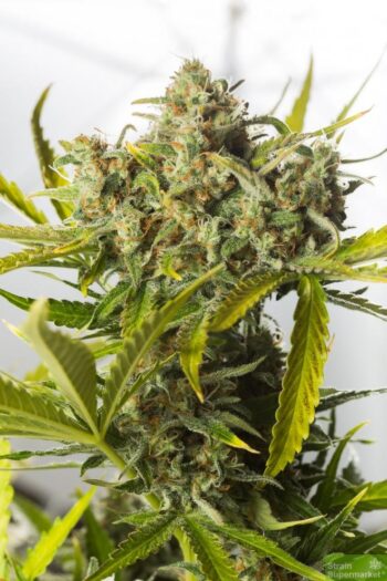 Auto Blueberry x Auto Critical (5 Auto Fem)