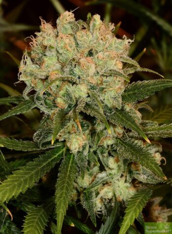 Auto Blueberry x Northern Lights aka Auto Blue Lights (5 Auto Fem)