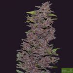 Auto Northern Lights x Pakistani Chitral Kush (5 Auto Fem)
