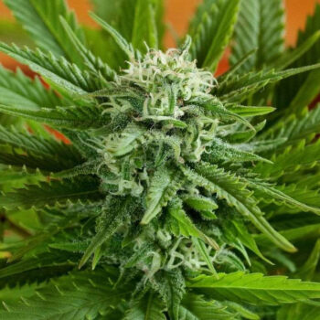 G13 Labs - Auto Pineapple Express Feminised Autoflowering Cannabis Seeds