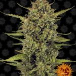 Barneys Farm - Acapulco Gold Feminised Cannabis Seeds