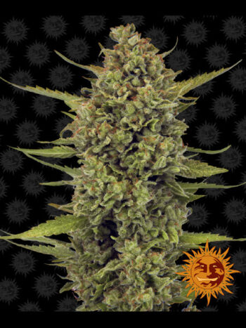 Barneys Farm - Acapulco Gold Feminised Cannabis Seeds