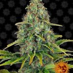 barneys-farm-auto-blue-cheese-autoflowering-feminised-cannabis-seeds.jpg