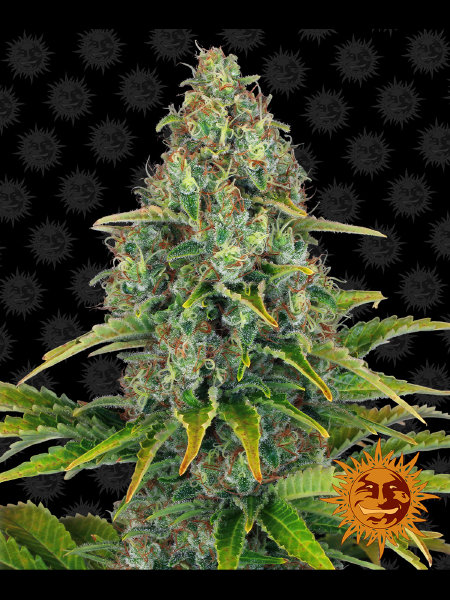 barneys-farm-auto-blue-cheese-autoflowering-feminised-cannabis-seeds.jpg