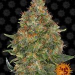 Barneys Farm - Auto Pineapple Express Feminised Autoflowering Cannabis Seeds