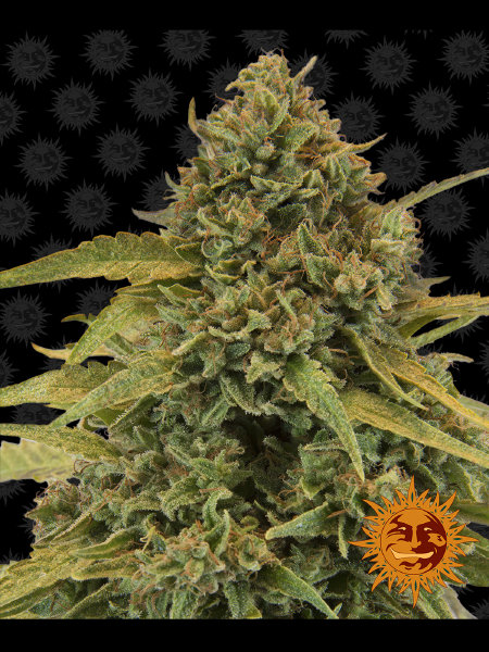 barneys-farm-bad-azz-kush-feminised-cannabis-seeds.jpg