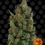 Barneys Farm - Blue Cheese Feminised Cannabis Seeds