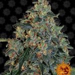 Barneys Farm - Blueberry OG Feminised Cannabis Seeds