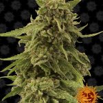 barneys-farm-cbd-critical-cure-feminised-cannabis-seeds.jpg