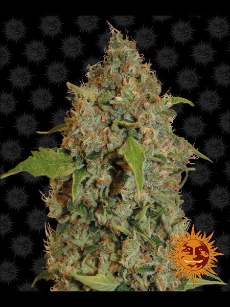 barneys-farm-chronic-thunder-feminised-cannabis-seeds.jpg