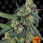 Barneys Farm - Cookies Kush Feminised Cannabis Seeds