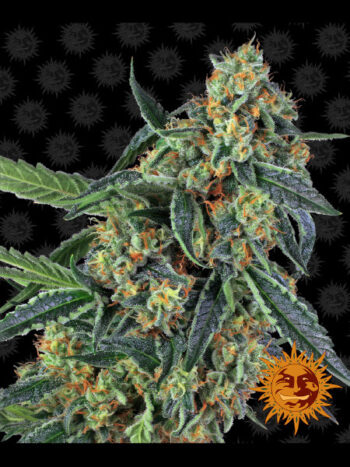 Barneys Farm - Cookies Kush Feminised Cannabis Seeds
