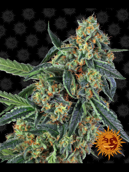 barneys-farm-cookies-kush-feminised-cannabis-seeds.jpg