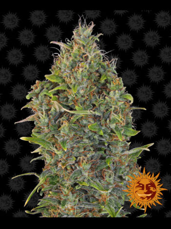Barneys Farm - Auto Critical Kush (formerly Critical Rapido) Feminised Autoflowering Cannabis Seeds