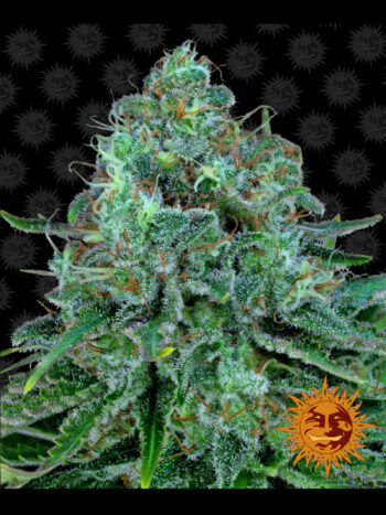 Barneys Farm - Critical Kush Feminised Cannabis Seeds