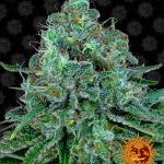 Barneys Farm - Critical Kush Regular Cannabis Seeds