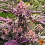 Barneys Farm - Do Si Dos #33 - Feminized Cannabis Seeds