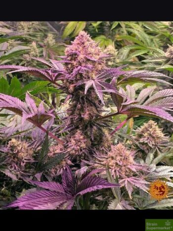 Barneys Farm - Do Si Dos #33 - Feminized Cannabis Seeds