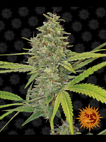 barneys-farm-g13-haze-feminised-cannabis-seeds.jpg