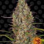 Barneys Farm - Glue Gelato Auto Feminised Autoflowering Cannabis Seeds