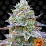 Barneys Farm - Gorilla Zkittlez Feminised Cannabis Seeds