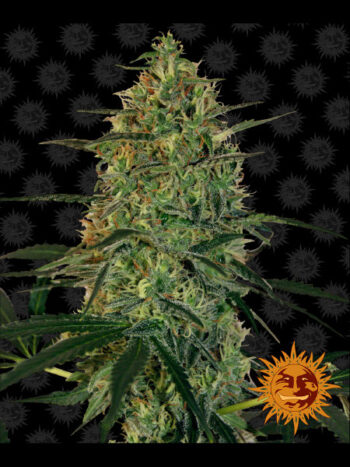 Barneys Farm - Malana Bomb Auto Feminised Autoflowering Cannabis Seeds